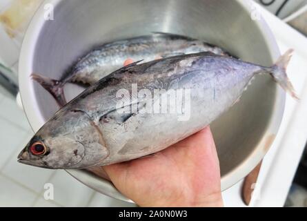 Hand Tonngol Hodling frischer Thunfisch, Thunfisch oder Thunnus Tonggol Vorbereitung für das Kochen entdeckt. Stockfoto