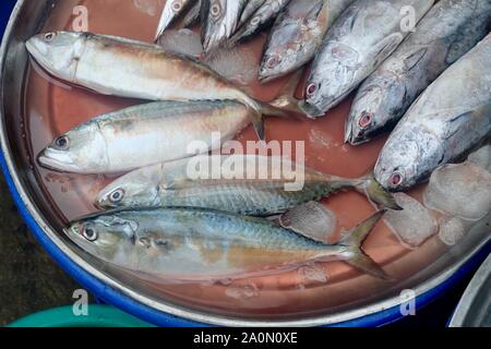 Frische Makrelen mit gefleckten Thunfisch, Thunfisch oder Thunnus Tonggol Tonngol Fisch am Seafoods Markt. Stockfoto