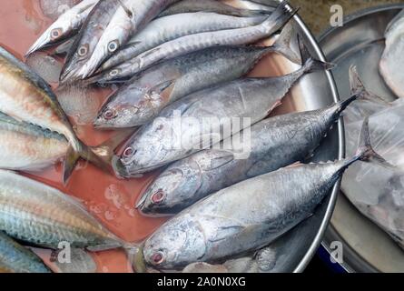 Frische beschmutzt, Thunfisch, Thunfisch oder Thunnus Tonggol Tonngol Fisch am Seafoods Markt. Stockfoto