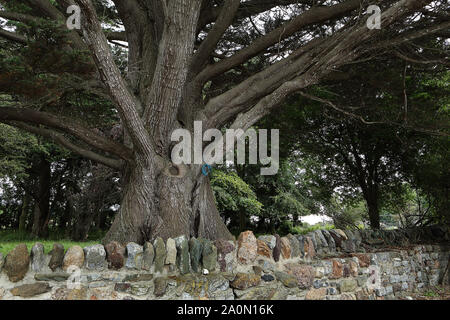 Ulme Stockfoto