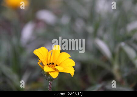 Gelbe Schatz Blume (gazania Rigens) Stockfoto