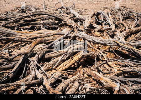 Driep bis Baum oder Busch in der Wüste - Stockfoto