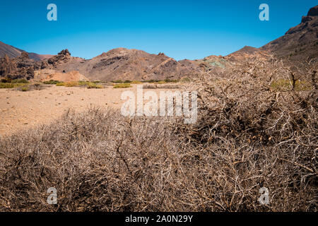 Driep bis Bush im Hot Stone Wüstenlandschaft Stockfoto