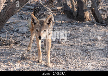 Single black-backed Jackal Fütterung auf Aas stehend, Etosha National Park, Namibia, Afrika Stockfoto