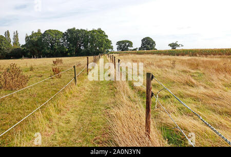 Ein Blick auf einem eingezäunten öffentlichen Fußweg über die Felder in der Landschaft von Norfolk in Ingham, Norfolk, England, Vereinigtes Königreich, Europa. Stockfoto