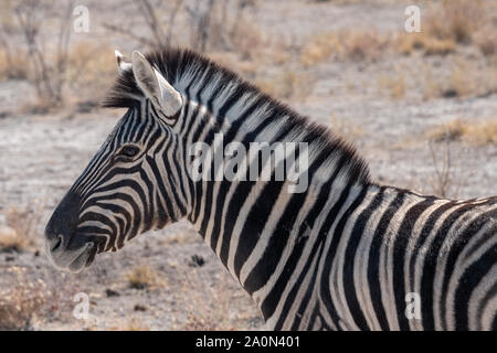 Burchells Zebra, Equus Quagga, ehemals Equus Burchelli, Nahaufnahme Kopf in Etosha National Park, Namibia Stockfoto