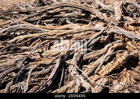 Driep bis Bush oder trockenen Baum in Wüste Landschaft - Dürre Stockfoto