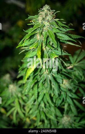 Cannabis sativa Stockfoto