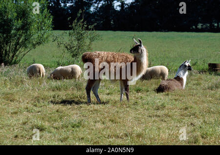 Lamas Überwachung über Schafe auf einer Wiese (Lama glama), Schutz von Lamm von räuberischen Füchse. Wayford Brücke, Norfolk, East Anglia, Großbritannien Stockfoto