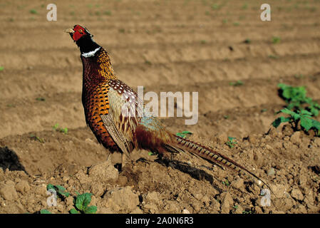 Fasan männlich Aufruf oder Krähen. (Phasianus colchicus), stehend auf einem Bergrücken in einem landwirtschaftlicher Kartoffelfeld. Norfolk. UK. Stockfoto