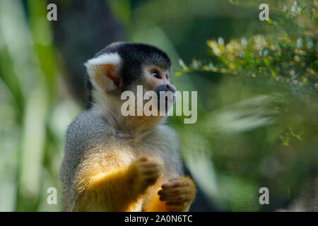 Totenkopfäffchen, Mogo Zoo, Tomakin Road, Mogo, New South Wales in Australien Stockfoto