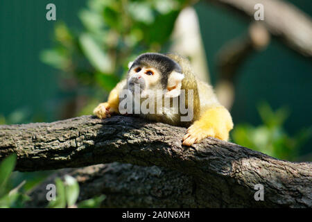 Totenkopfäffchen, Mogo Zoo, Tomakin Road, Mogo, New South Wales in Australien Stockfoto