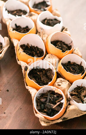 Starten Samen in Eierschalen für Frühjahr einpflanzen. Stockfoto