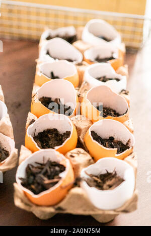 Starten Samen in Eierschalen für Frühjahr einpflanzen. Stockfoto