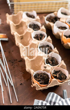 Starten Samen in Eierschalen für Frühjahr einpflanzen. Stockfoto