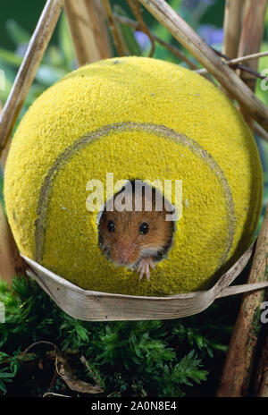 Ernte Maus mit Tennis ball (Micromys Minutus) als Zuflucht/Nest (inszenierte) in Schilf bed Stockfoto