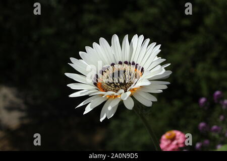 Arctotis fastuosa. Monarch - der Veld. Stockfoto