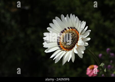 Arctotis fastuosa. Monarch - der Veld. Stockfoto