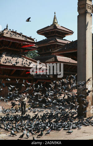 KATHMANDU, Nepal. 23. September 2008: Riesige Schwärme von Tauben in Kathmandu Durbar Square in Kathmandu Stockfoto