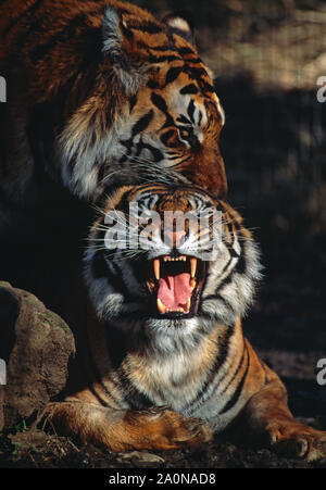 Sumatra-tiger (Panthera tigris sumatrae). Paar Verpaarung. Männliche Holding den Nacken Hals der Tigerin, während sie trägt ihre Zähne. Close Up. Stockfoto