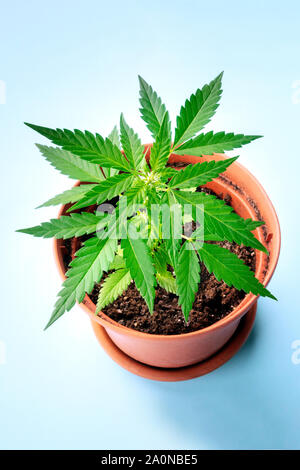 Cannabis zu Hause. Eine junge Pflanze Hanf in einem Topf, beginnend weiße Narben zu bilden, die früheste Blüte Stockfoto