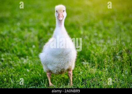 Gosling steht auf dem Gras auf der Farm Stockfoto