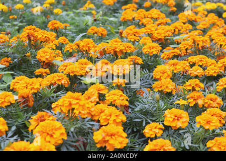Orange Ringelblume Sammetblume Blume Blumenbeet Hintergrund. Viele gelbe Blüten. Stockfoto