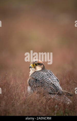 Lannerfalke, Falco biarmicus, in offenen Scrub gehockt Stockfoto