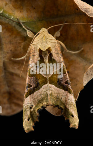 Ein Winkel, Phlogophora meticulosa Schattierungen Motte, gegen einen toten Eichenlaub getarnt. Studio Bild auf schwarzem Hintergrund. North Dorset England UK GB Stockfoto