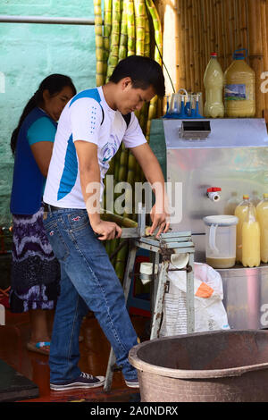 BANOS, Ecuador - 26. FEBRUAR 2014: Unbekannter junger Mann schneiden frisches Zuckerrohr, entweder frisch oder gepressten Saft gegessen wird Stockfoto