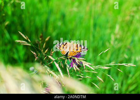 Painted Ladies Schmetterling auf Blüte lila Distel Blumen close up top Aussicht, wunderschöne orange Vanessa cardui auf Verschwommene grüne Gras sommer feld Stockfoto