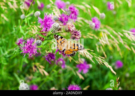 Painted Ladies Schmetterling auf Blüte lila Distel Blumen close up top Aussicht, wunderschöne orange Vanessa cardui auf Verschwommene grüne Gras sommer feld Stockfoto