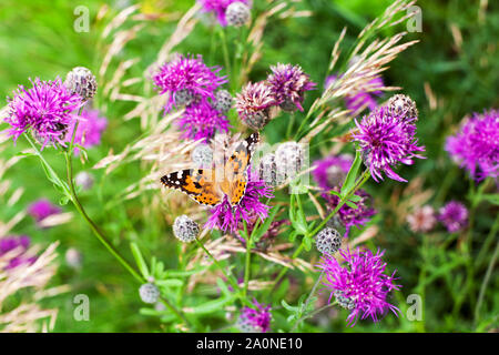 Painted Ladies Schmetterling auf Blüte lila Distel Blumen close up top Aussicht, wunderschöne orange Vanessa cardui auf Verschwommene grüne Gras sommer feld Stockfoto