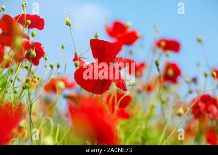 Roter Mohn Blumen blühen auf grünem Gras und blauer Himmel unscharfen Hintergrund, schönen blühenden Mohn Feld auf sonnigen Sommertag Landschaft Stockfoto