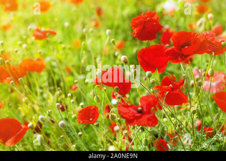 Roter Mohn Blumen blühen auf grünem Gras verschwommen bokeh Hintergrund Nahaufnahme, schöne Mohnblumen Feld in der Blüte sonnigen Sommertag Landschaft, Natur Stockfoto