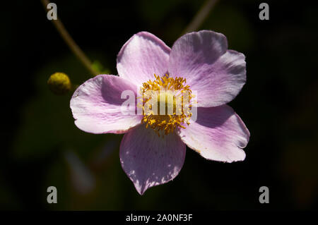Wildhunderose (Rosa Canina) Blume blüht dicht auf. Wilde Rose. Rosenblüblume. Rosales. Rosaceae. Blühende Blume. Makro-Nahaufnahme. Stockfoto