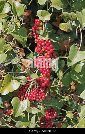 Cluster von Reife Beere von gemeinsamen Smilax, Smilax aspera Stockfoto