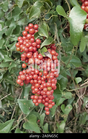 Cluster von reifen Beeren der Gemeinsamen smilax, Smilax aspera Stockfoto