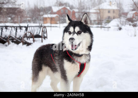 Eine schöne Siberian Husky mit rosa Zunge auf weißem Schnee Hintergrund close up, schwarz haarigen Alaskan Malamute mit roten Kabelbaum von der winterlichen Jahreszeit Natur Stockfoto