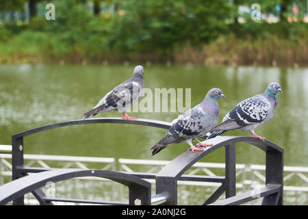 Drei Felstauben (Columba livia, Felstaube, gewöhnliche Taube), die auf einem Metallhandlauf in der Nähe eines Teiches in Tokio, Japan, thront. Stockfoto