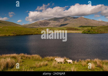 Snowdon Mountain steigt von der Küste von Llyn y Dywarchen, einem kleinen See ar Rhyd-Ddu im Snowdonia National Park, North Wales. Stockfoto