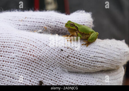 Ein grüner japanischer Baumfrosch (Dryophytes japonicus) ruht auf einer weißen Hand mit Handschuhen. Stockfoto