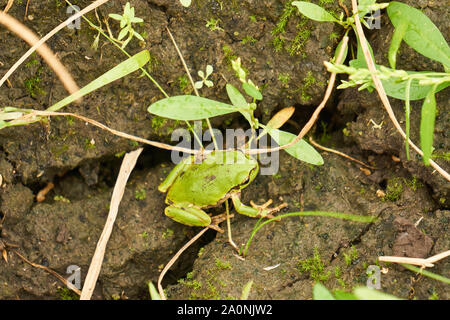 Grüne japanische Laubfrosch (Hyla japonica) beruht auf der Schlamm unter Einige kleine Pflanzen in Yuzawa, Niigata, Japan Stockfoto