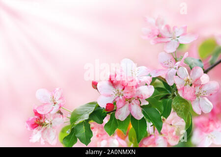Blühender Apfelbaum Zweig mit weißen und rosa Blumen und grüne Blätter auf unscharfen Hintergrund, schöner Frühling Kirschblüten in der Sonne strahlen Stockfoto