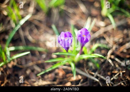 Zwei violette Krokusse wachsen Blumen auf grünem Gras verschwommenen Hintergrund Nahaufnahme Makro, erste Frühling Blume lila Safran auf Frühling sonnigen Tag Stockfoto