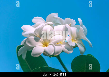 Weiche frangipani oder plumeria Flower Bouquet auf Zweig Baum, selektiver Fokus Stockfoto