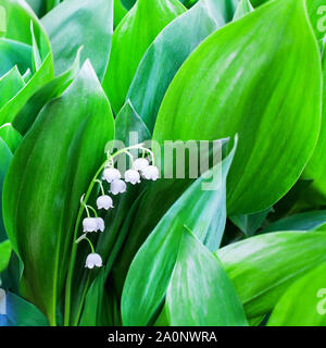 Weiße Lilie des Tales Blumen auf grüne Blätter unscharfen Hintergrund, Mai Lilie Blume Makro, Convallaria majalis in voller Blüte, schöner Frühling Stockfoto