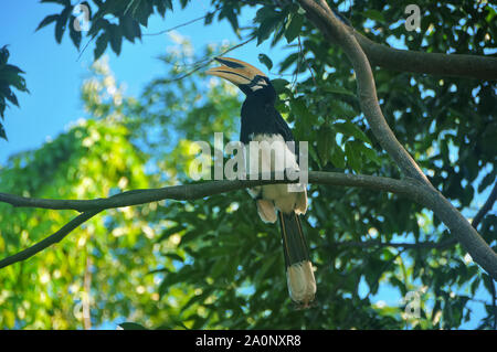 Great Hornbill ruht auf Baum im Khao Yai Nationalpark, THAILAND Stockfoto