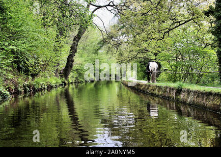 Ein Blick auf den Fluss Dee in der Nähe von Llangollen in Nord Wales Stockfoto