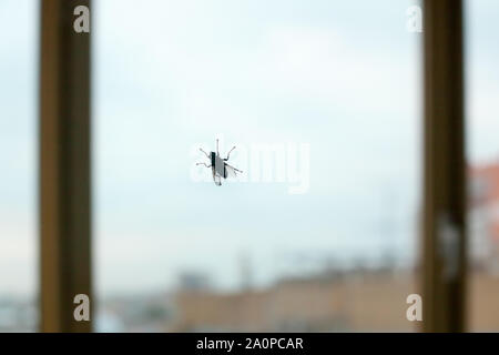 Große schwarze Fliege Silhouette am Fenster Glas auf blauen Himmel und Stadt Hintergrund Nahaufnahme, diptera blutsaugenden Insekt Stockfoto